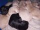 Goldador Puppies for sale in Libby, MT 59923, USA. price: $700