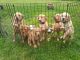 Goldador Puppies for sale in Markesan, WI 53946, USA. price: $800