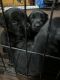Goldador Puppies for sale in Virginia Beach, VA, USA. price: $600