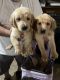 Goldador Puppies for sale in Moreno Valley, CA 92551, USA. price: $1,000