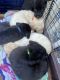 Goldador Puppies for sale in Manchester, NH, USA. price: NA