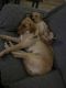 Goldador Puppies for sale in Citrus County, FL, USA. price: NA
