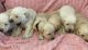 Goldador Puppies for sale in Lagrange, OH 44050, USA. price: NA