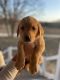 Goldador Puppies for sale in Traverse City, MI, USA. price: $1,500