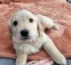 Goldador Puppies for sale in Parker, CO, USA. price: $700