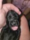 Goldador Puppies for sale in Sharon Springs, NY 13459, USA. price: $800