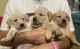 Goldador Puppies for sale in Stratford, OK 74872, USA. price: $500