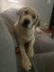 Goldador Puppies for sale in South Elgin, IL, USA. price: $1,000