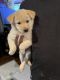 Goldador Puppies for sale in Goldsboro, NC, USA. price: $500