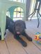 Goldador Puppies for sale in Townville, SC 29689, USA. price: $800
