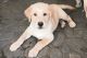Goldador Puppies for sale in Fairfield, CA 94533, USA. price: $600