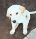 Goldador Puppies for sale in Fairfield, CA 94533, USA. price: $600
