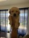 Goldador Puppies for sale in Moreno Valley, CA 92551, USA. price: $800