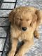 Goldador Puppies for sale in Portland, OR, USA. price: NA