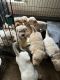 Goldador Puppies for sale in National City, CA, USA. price: $400