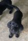 Goldador Puppies for sale in Jacksonville, NC, USA. price: $900