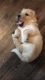 Goldador Puppies for sale in Moreno Valley, CA 92551, USA. price: NA