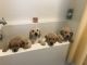 Goldador Puppies for sale in Riverside County, CA, USA. price: $600