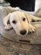 Goldador Puppies for sale in Mountain View, CA, USA. price: $250