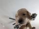 Goldador Puppies for sale in Vinton, VA 24179, USA. price: $500