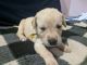 Goldador Puppies for sale in Vinton, VA 24179, USA. price: NA