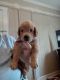 Goldador Puppies for sale in Boones Mill, VA 24065, USA. price: NA