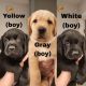 Goldador Puppies for sale in Walnut Cove, NC 27052, USA. price: $800
