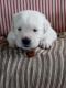 Goldador Puppies for sale in Gosport, IN 47433, USA. price: $500