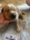 Goldador Puppies for sale in Bakersfield, CA, USA. price: NA