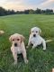 Goldador Puppies for sale in Elizabeth, IN 47117, USA. price: $500