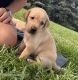 Goldador Puppies for sale in Remsen, IA 51050, USA. price: $500
