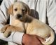 Goldador Puppies for sale in Harrisonburg, VA 22801, USA. price: $750