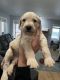 Goldador Puppies for sale in Spokane, WA, USA. price: $800
