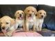 Goldador Puppies for sale in Phoenix, AZ, USA. price: NA