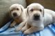 Goldador Puppies for sale in Downey, CA, USA. price: NA