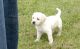 Goldador Puppies for sale in San Bernardino, CA, USA. price: NA