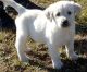 Goldador Puppies for sale in Vancouver, BC, Canada. price: NA