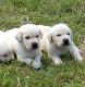 Goldador Puppies for sale in San Jose, CA, USA. price: NA