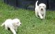 Goldador Puppies for sale in Eureka, CA, USA. price: NA