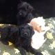 Goldador Puppies for sale in Los Angeles, CA, USA. price: NA