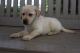 Goldador Puppies for sale in Canton, OH, USA. price: NA