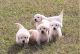 Goldador Puppies for sale in Austin, TX, USA. price: $600