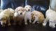 Goldador Puppies for sale in Evanston, IL, USA. price: NA