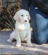Goldador Puppies for sale in Pottsboro, TX 75076, USA. price: $650