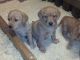 Goldador Puppies for sale in Southfield, MI, USA. price: NA