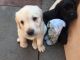 Goldador Puppies for sale in Texas Ave, Houston, TX, USA. price: NA
