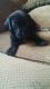 Goldador Puppies for sale in Fayetteville, NC 28312, USA. price: $500