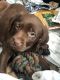 Goldador Puppies for sale in Pittsburgh, PA, USA. price: NA