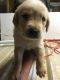 Goldador Puppies for sale in Texas City, TX, USA. price: $500
