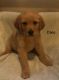 Goldador Puppies for sale in Monroe City, MO 63456, USA. price: NA